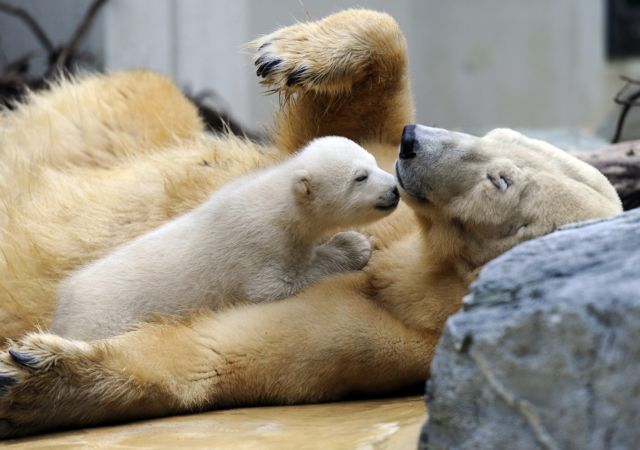 Ντεμπούτο για την αδελφή του Κνουτ στο ζωολογικό κήπο του Βούπερταλ