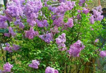 Όμορφη Πασχαλιά