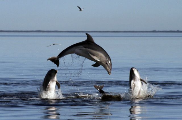 Σεισμικές έρευνες σταματούν στις ΗΠΑ λόγω ανησυχιών για τα δελφίνια