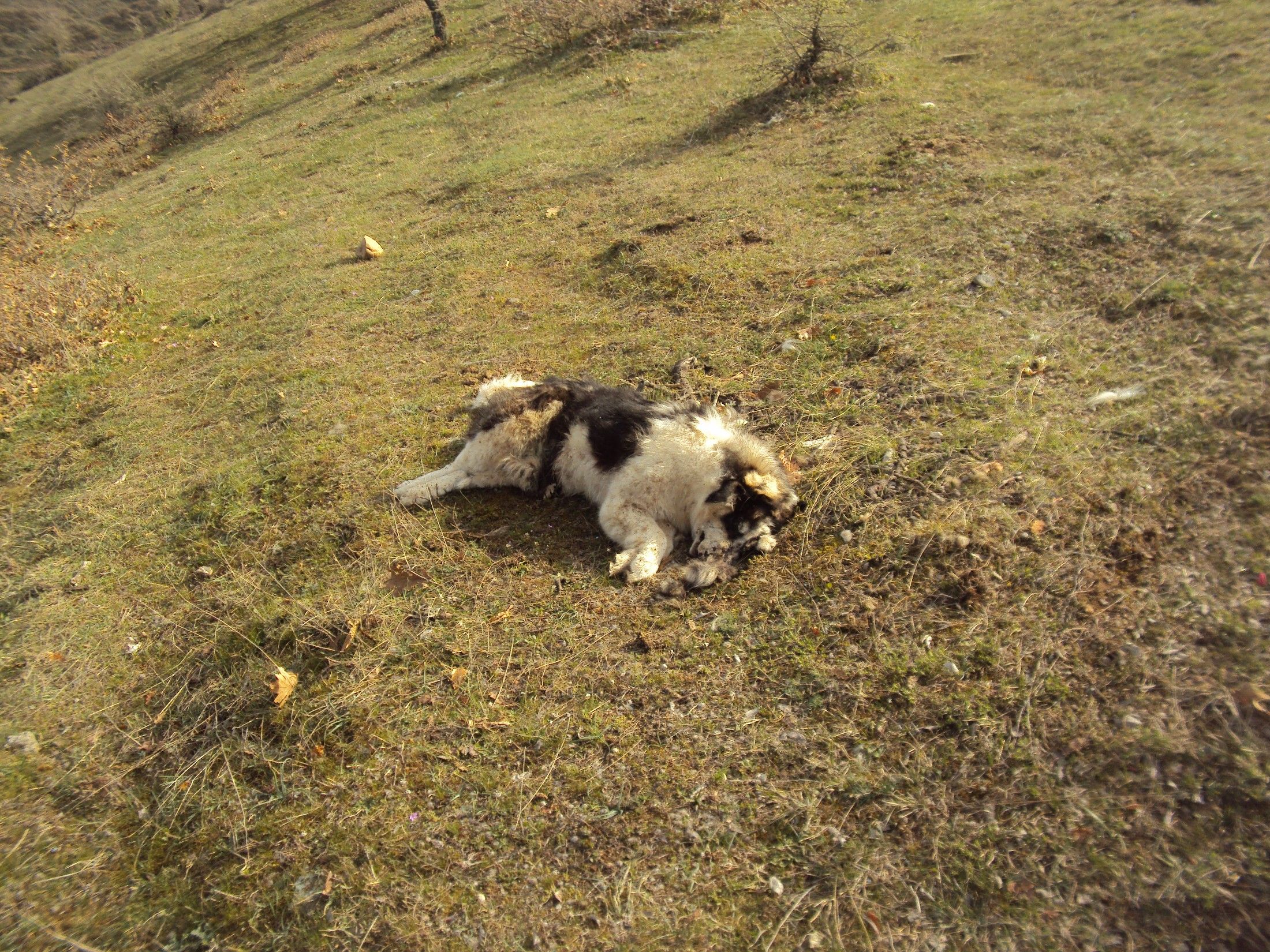 Καλαμπάκα:15 ζώα δηλητηριασμένα από φόλα