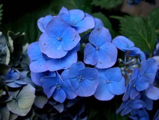 Πανέμορφη ορτανσία