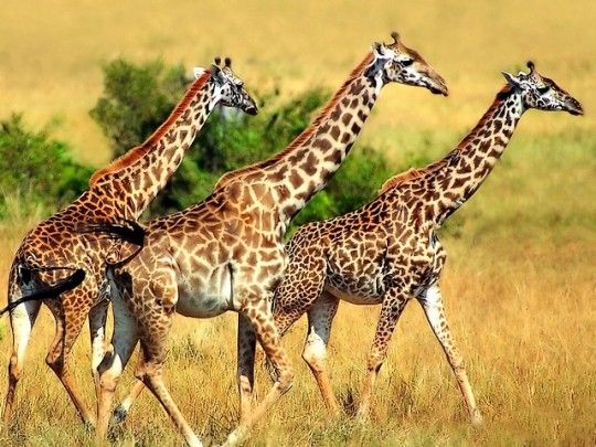 Πώς μπορείτε να εκτιμήσετε την ηλικία μιας καμηλοπάρδαλης