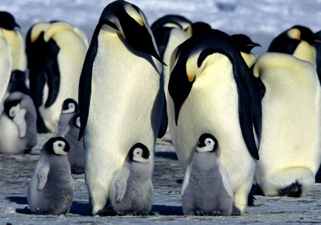 Δορυφορική απογραφή διπλασιάζει τους αυτοκρατορικούς πιγκουίνους