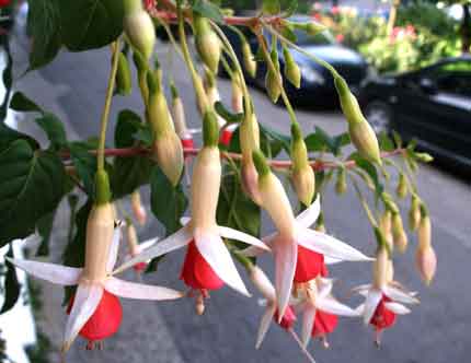 Σκουλαρικιά: ένα στολίδι στον κήπο μας