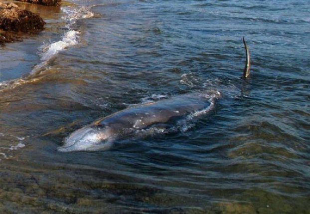 Σε στρατιωτικά σόναρ αποδίδονται οι θάνατοι φαλαινών στην Κέρκυρα