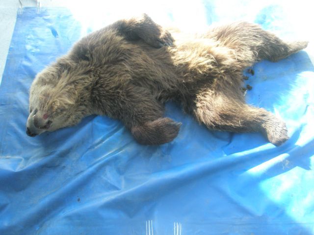 Δύο ακόμα αρκούδες σκοτώθηκαν το ίδιο βράδυ στους δρόμους της Μακεδονίας