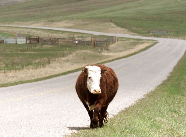 Kρούσμα της νόσου των «τρελών αγελάδων» βεβαιώθηκε στην Καλιφόρνια