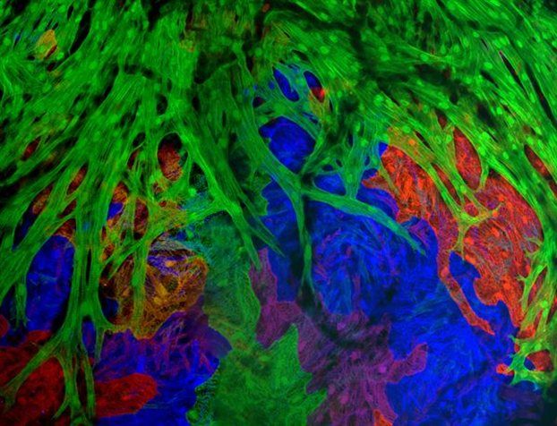 Περιέργως, οκτώ κύτταρα αρκούν για να φτιαχτεί μια καρδιά