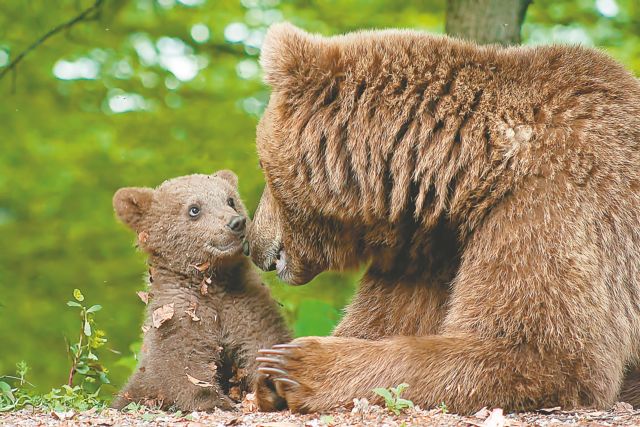 Περίφραξη στην Εγνατία Οδό θα σώσει τις αρκούδες από τα τροχαία