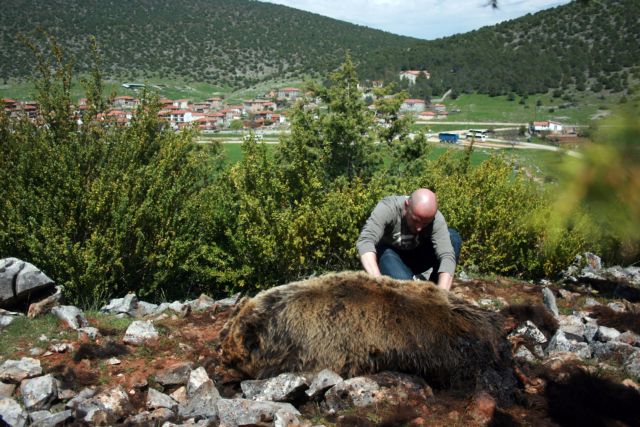 Νεκρή από δηλητηριασμένο δόλωμα εντοπίστηκε στις Πρέσπες μεγαλόσωμη αρκούδα