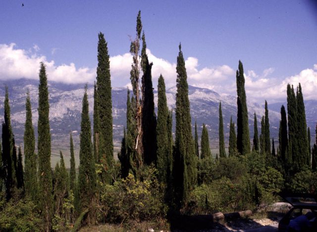 Τα κυπαρίσσια είδαν τη γη να χωρίζεται στα δυο