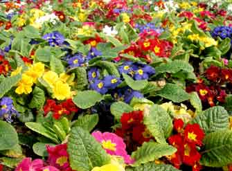 Κηπουροί ετοιμαστείτε για τις εργασίες του Μαϊου