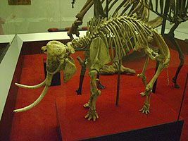 Στην Κρήτη αποκαλύπτεται ότι έζησε το μικρότερο μαμούθ του κόσμου