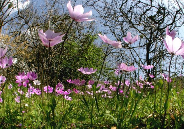 Περιέργως, τα κρούσματα αλλεργίας είναι λιγότερα στην εξοχή