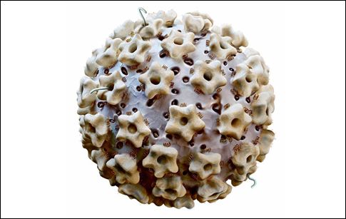 Σε ιούς και μικρόβια αποδίδεται ένας στους έξι καρκίνους