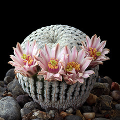 12η Έκθεση Κάκτων και Παχυφύτων