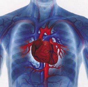 Αμφισβητείται η καρδιοπροστατευτική δράση της HDL χοληστερόλης