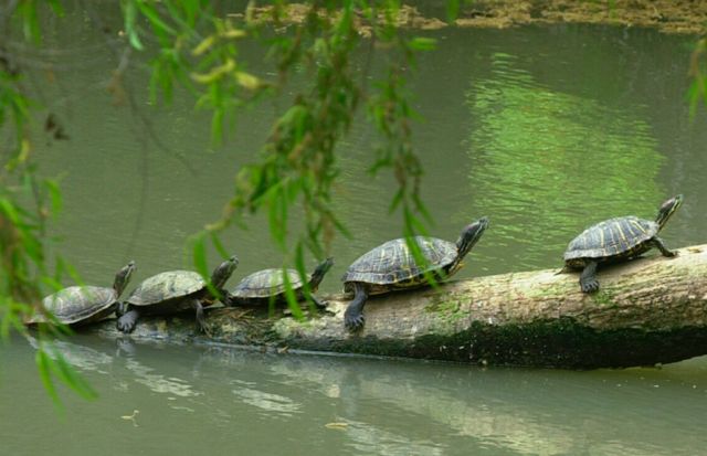 Χελώνα, το ερπετό που συγγενεύει περισσότερο με τα πουλιά παρά με τις σαύρες