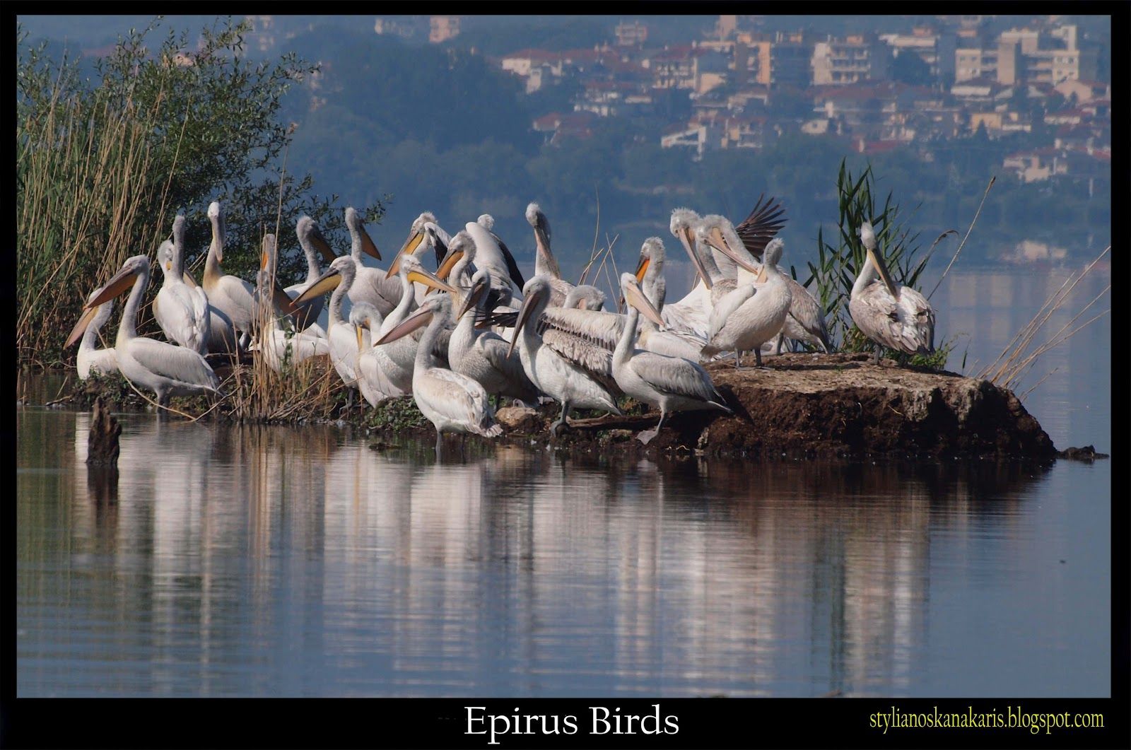 To σπάνιο θέαμα της επίσκεψης αργυροπελεκάνων απόλαυσαν παρατηρητές στη Λίμνη Παμβώτιδα
