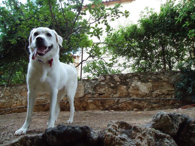 Σάλος με πρόταση να φορολογηθούν σκύλοι και γάτες στην Ιταλία