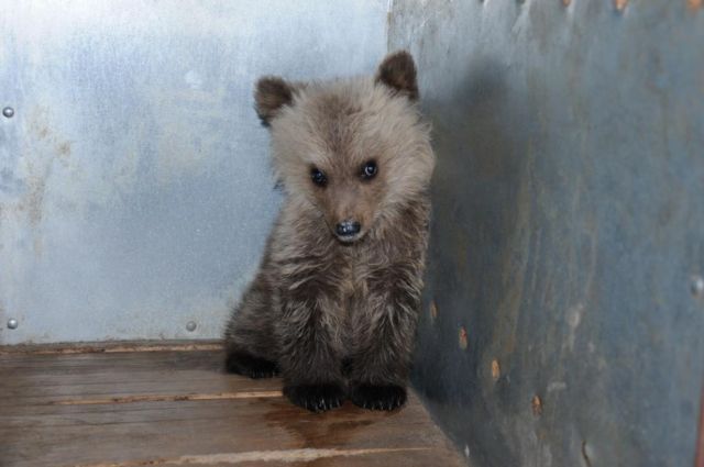 Ορφανό αρκουδάκι τεσσάρων μηνών βρέθηκε στα Γρεβενά