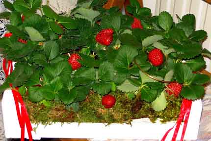 Φραουλιές: μας ανταμείβουν με καλή σοδειά