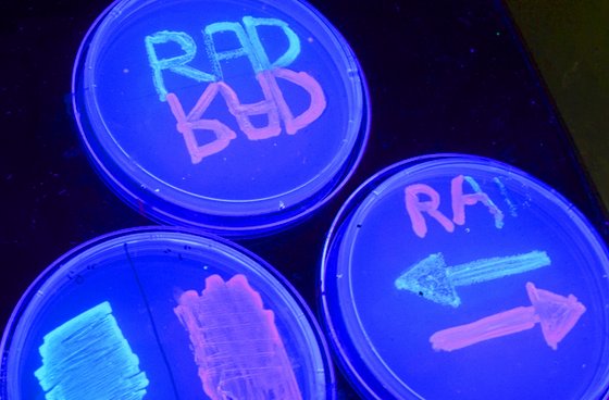 Αποθήκευση δεδομένων στο DNA ζωντανών κυττάρων πέτυχαν Αμερικανοί επιστήμονες