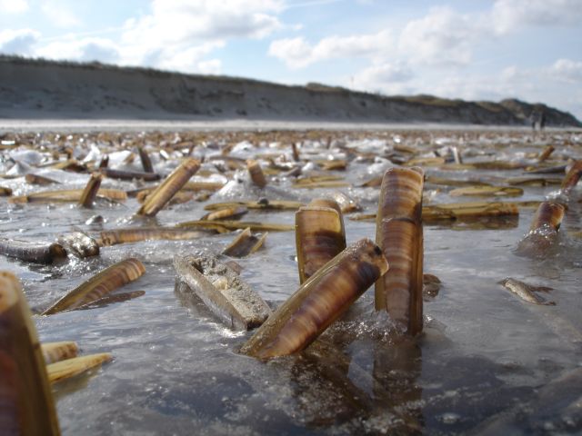Πολυμήχανα οστρακοειδή κρύβονται στη δική τους κινούμενη άμμο