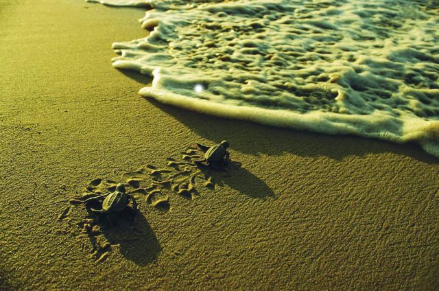 Τα πρώτα γεννητούρια του 2012 για τις καρέτα καρέτα της Ζακύνθου