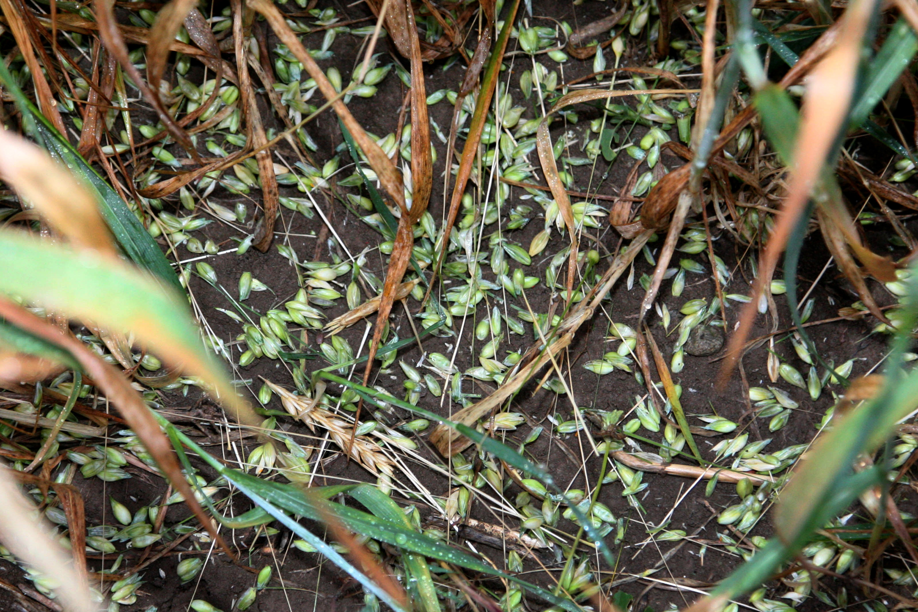 Εκτεταμένες ζημιές στις καλλιέργειες προκάλεσε το χαλάζι στη Λάρισα