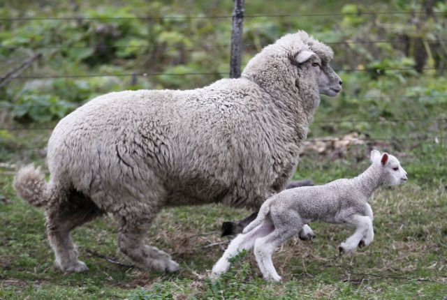 Βρέχει… πρόβατα σε αυτοκινητόδρομο της Μελβούρνης