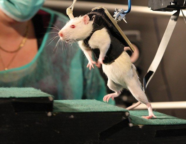 Παράλυτα ποντίκια περπατούν με φαρμακευτική-ρομποτική θεραπεία