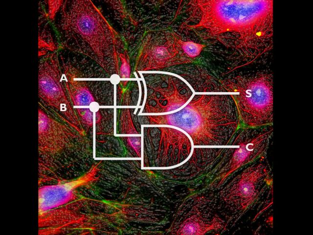 Βιολογικός υπολογιστής κυριολεκτικά ενσωματωμένος στα κύτταρα