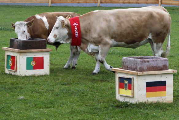 Η αγελαδίτσα Υβόννη απέτυχε στην πρόβλεψη για τη Γερμανία