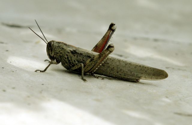 Πώς οι στρεσαρισμένες ακρίδες μπορούν να μειώσουν τη σοδειά