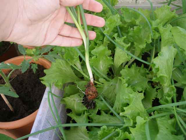 Λαχανόκηπος στο Μπαλκόνι