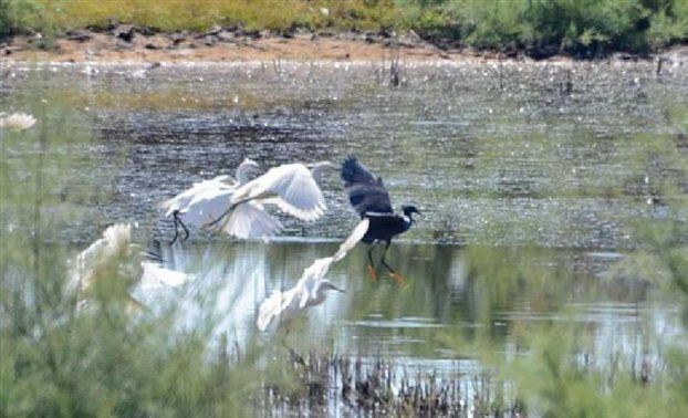 Ερωδιός της τροπικής Αφρικής εθεάθη στο Μεσολόγγι