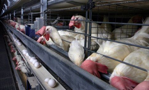 Τελευταία προειδοποίηση στην Ελλάδα για τα αβγά κλωβοστοιχίας