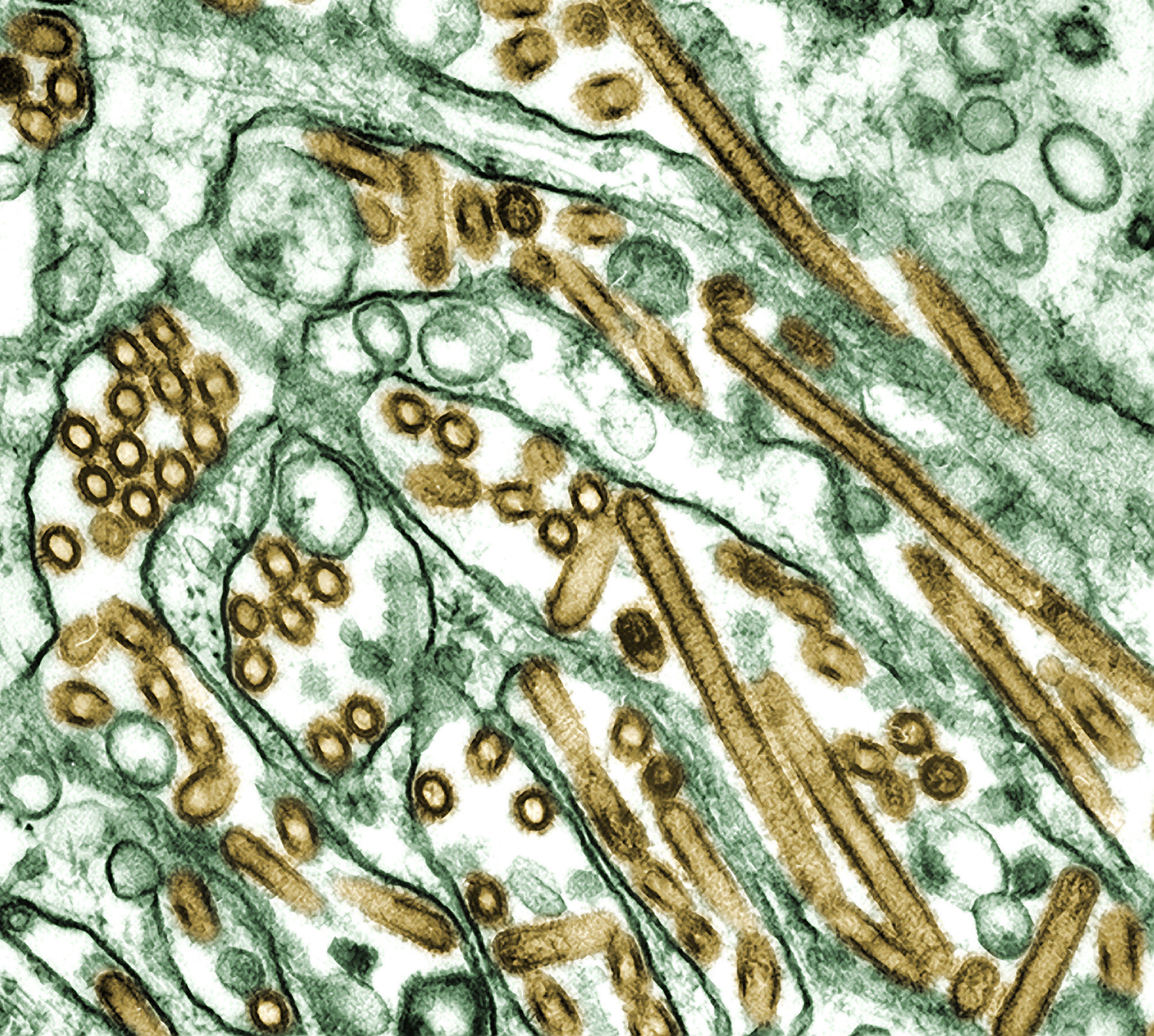 Πανδημία μπορούν να προκαλέσουν πέντε σταδιακές μεταλλάξεις του ιού της γρίπης των πτηνών
