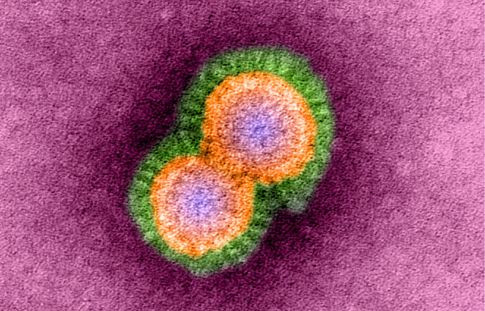 Δημοσιεύτηκε στο Science η δεύτερη «επικίνδυνη» μελέτη για τη γρίπη Η5Ν1