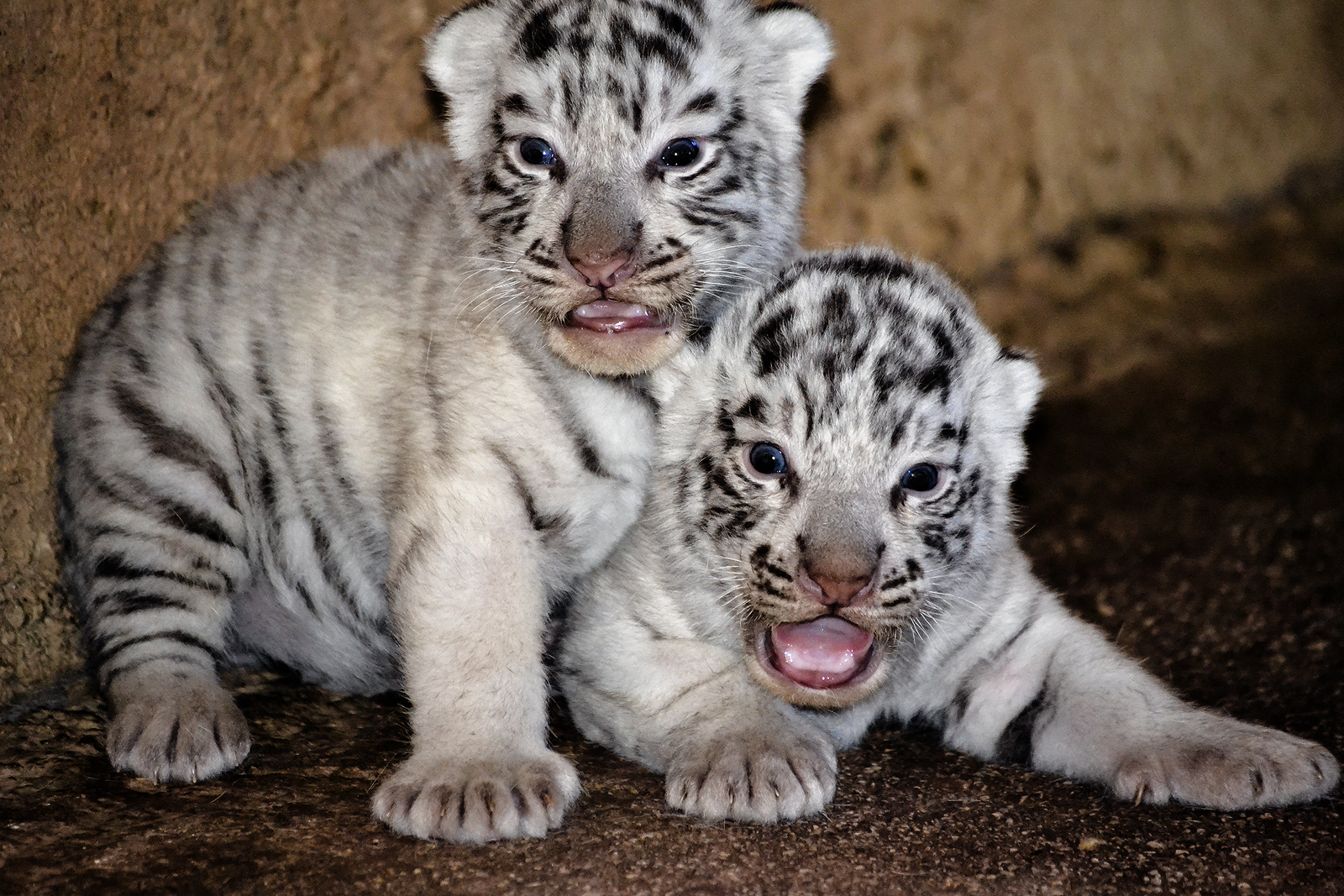 Γνωρίστε τα νέα «γατάκια» του Αττικού Ζωολογικού Πάρκου