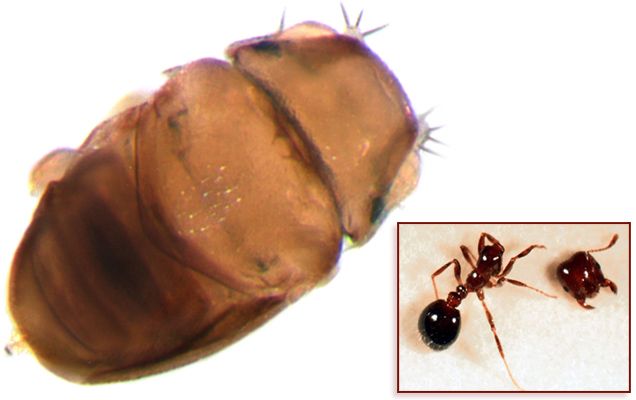 Η μικρότερη μύγα του κόσμου ειδικεύεται στους αποκεφαλισμούς