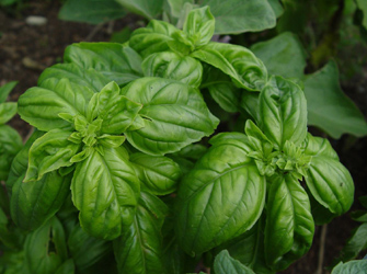 Φρέσκα αρωματικά στο μπαλκόνι σου! Μέρος Α’