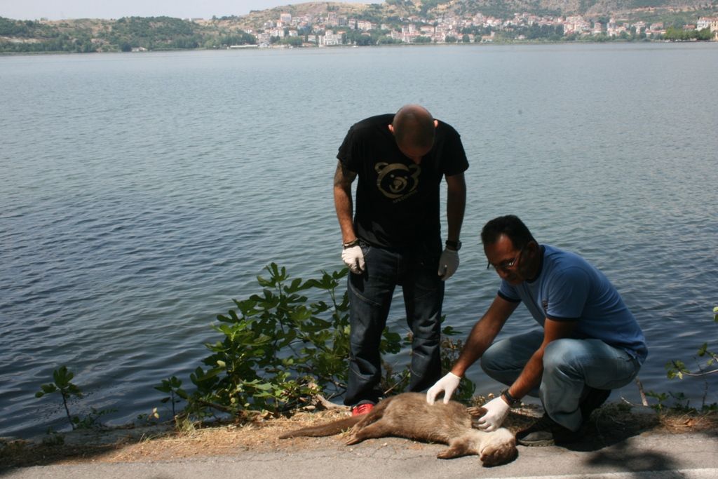 Τροχαίο με θύμα βίδρα στην Καστοριά