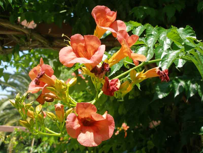 Βοτανικός Κήπος Διομήδους στο Χαϊδάρι