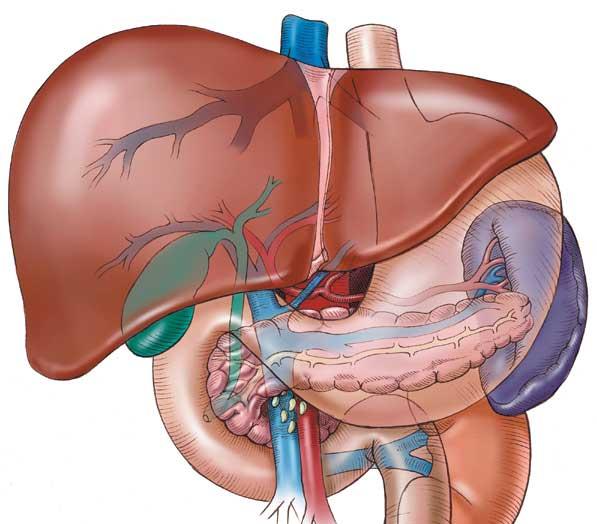 Κοντά στη δημιουργία τεχνητού ήπατος, Αμερικανοί επιστήμονες