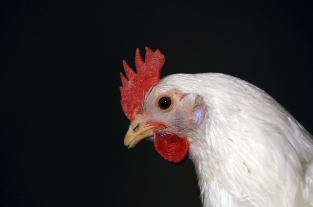 Φονικός ιός των κοτόπουλων «προήλθε από συνδυασμό εμβολίων»