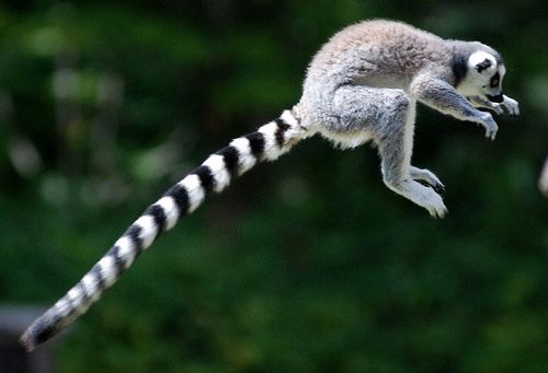 Οι λεμούριοι έτοιμοι για άλμα από το χείλος της εξαφάνισης