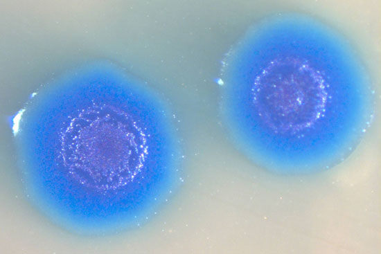 Λογισμικό αντιγράφει πλήρως έναν μικροοργανισμό