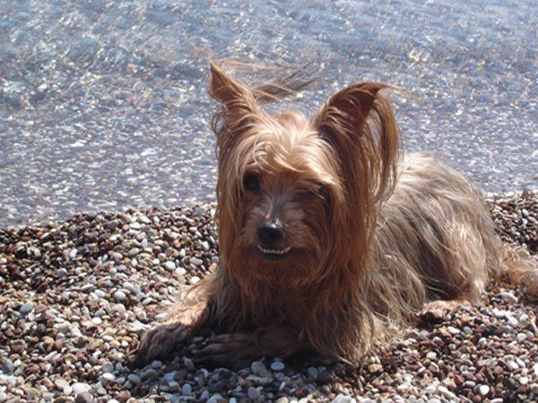 Συμβουλές για πετυχημένες φωτογραφίες των κατοικίδιων σας!